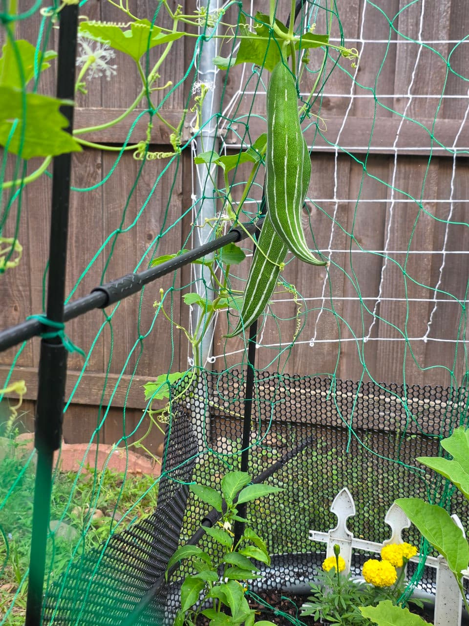 The year of snake gourds and a stubborn pomegranate